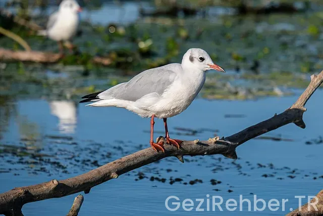 Abant gezi turları