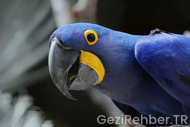 Amerika gezi turları