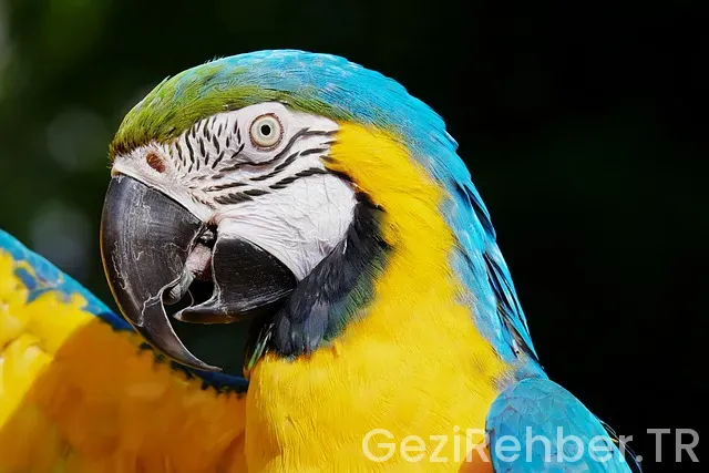 Amerika gezi turları