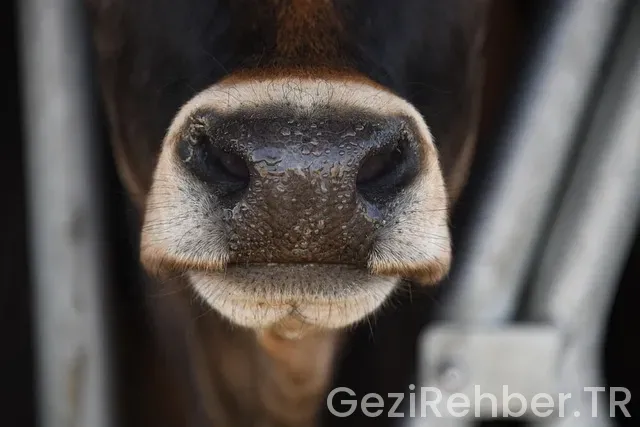 Amsterdam 3 günlük gezi planı