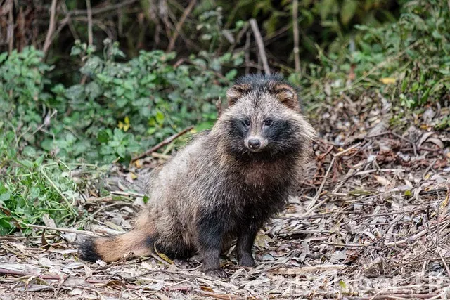 Artvin gezi turları
