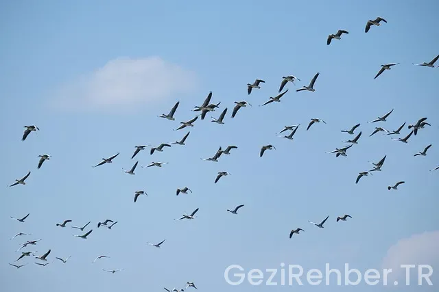 Ayvalık gezi turları