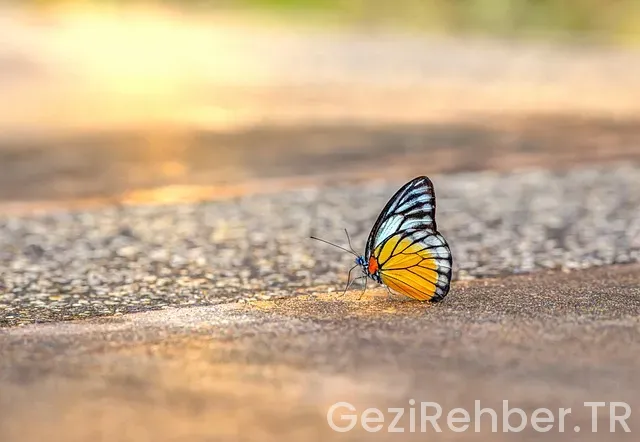 Bangkok gezi rehberi