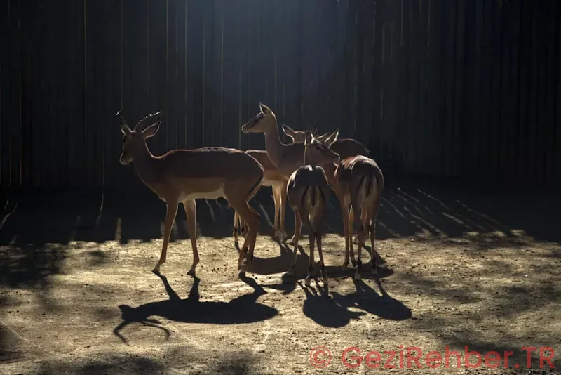 Barselona Gezi Rehberi