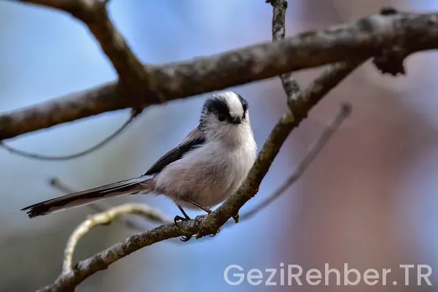 Belgrade gezi rehberi