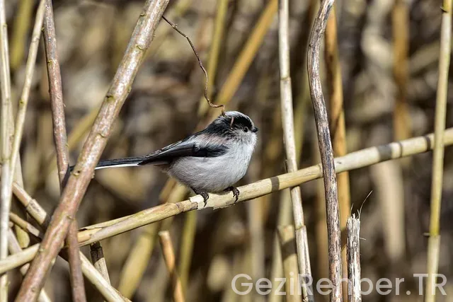 Bişkek gezi rehberi