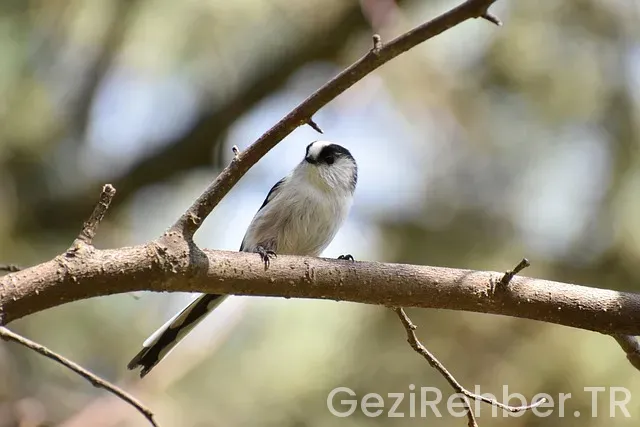 Bişkek gezi rehberi