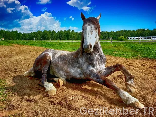 Bizim çiftlik hijyen bileti