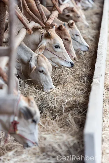 Bizim çiftlik hijyen bileti