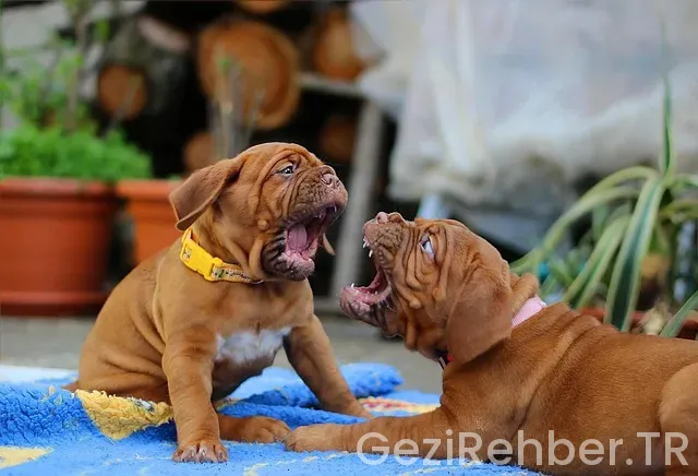 Bordeaux gezi rehberi