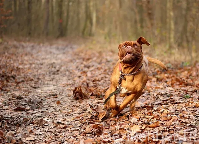 Bordeaux gezi rehberi