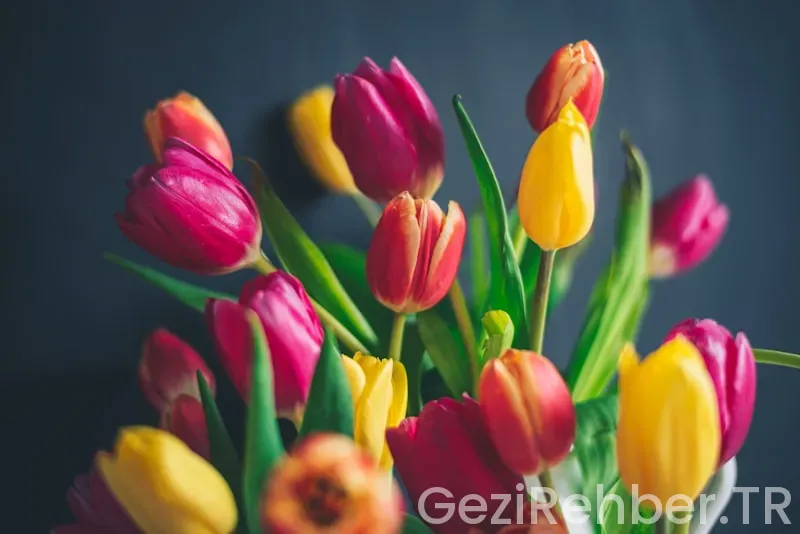 Brugge nerede kalınır Brugge nerede kalınır