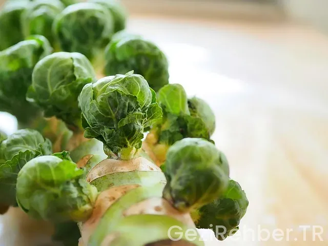 Brüksel gent brugge gezi