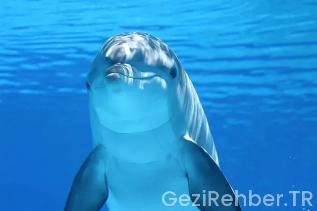 Deniz gezmiş montu defacto