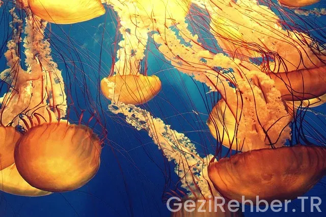 Deniz gezmiş montu defacto