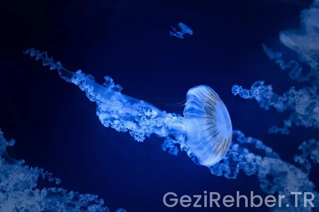 Deniz gezmiş montu defacto