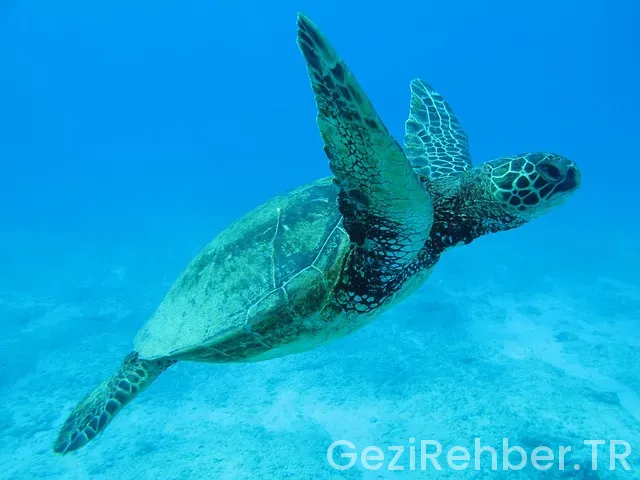 Ets tur kaya artemis