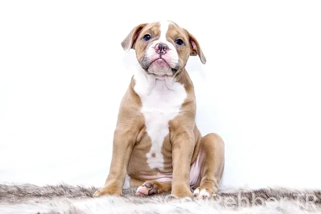 Evde ingilizcemi nasıl geliştiririm