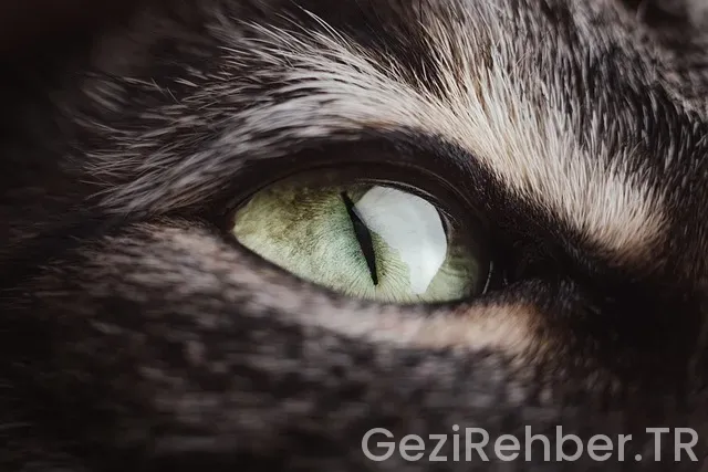 Gez göz karadeniz