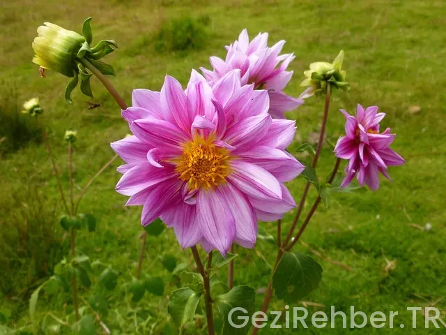 Gezi bosphorus hotel