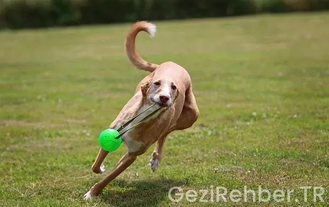 Gezi hotel Gezi hotel