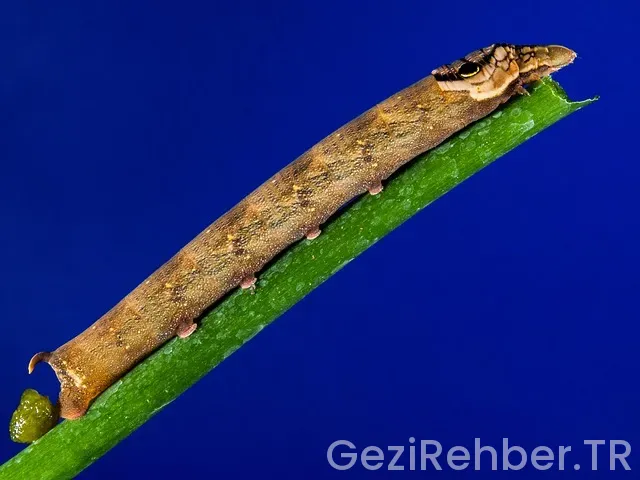 Gezi planı nasıl yapılır