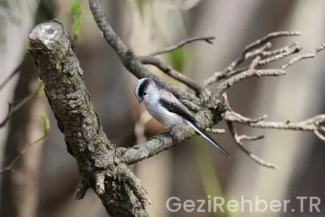 Gezi rehberi karadeniz