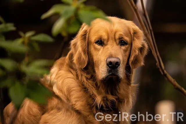 Golden gate köprüsü 4