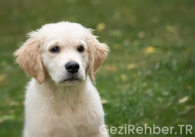 Golden gate köprüsü ne zaman yapıldı