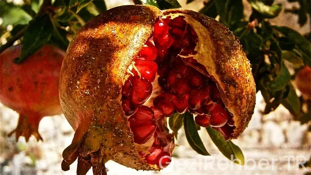 Granada gezi Granada gezi