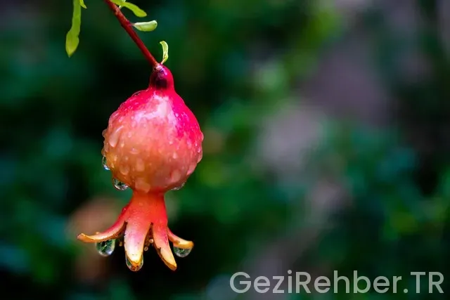 Granada gezi Granada gezi