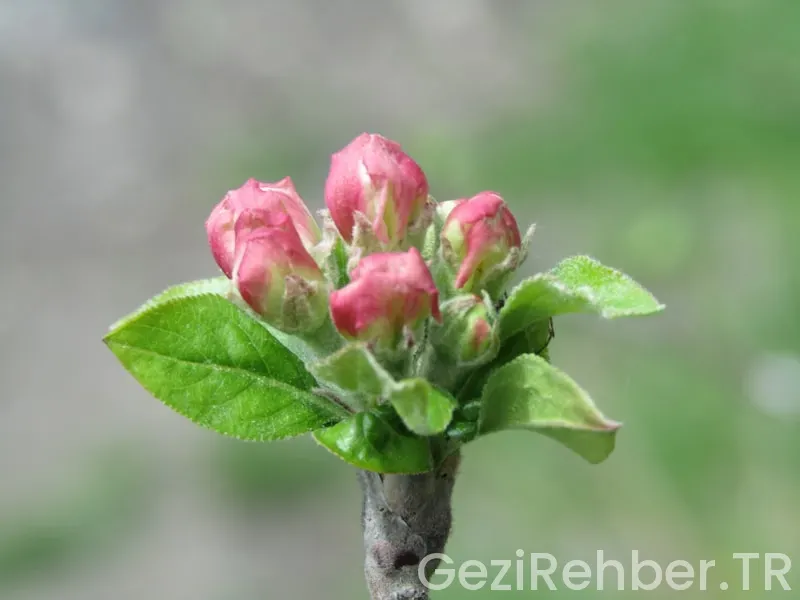 Güney doğu anadolu bölgesi sıcaklık yağış toprak