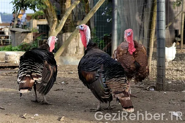 Hollanda türkiye arası saat farkı
