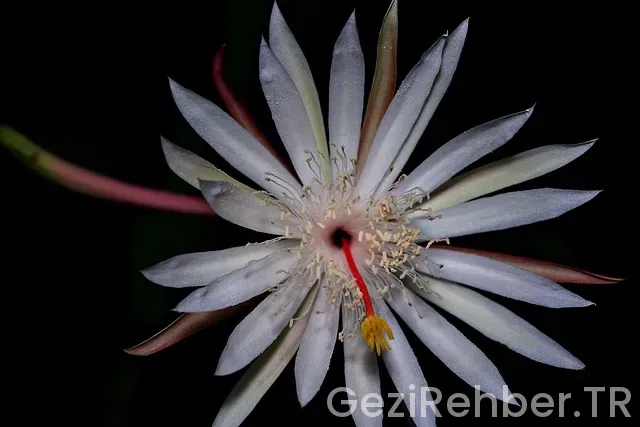 Hollandalı bayanla evlenmek