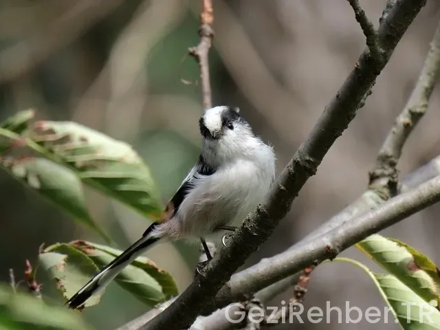Hurghada gezi rehberi