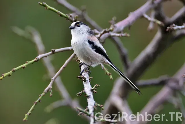 Hurghada gezi rehberi