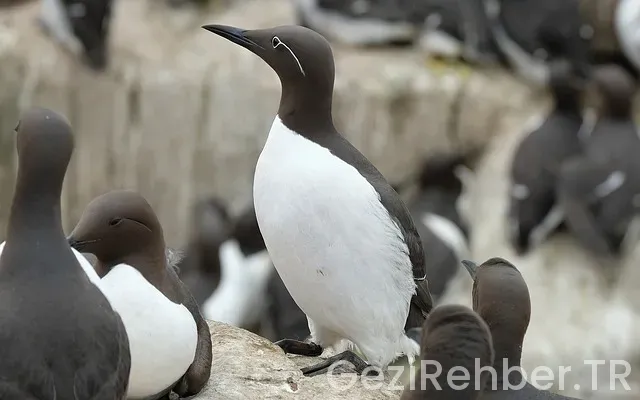 İskoçya gezi turları