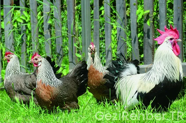 İsviçre ve türkiye arası saat farkı İsviçre ve türkiye arası saat farkı