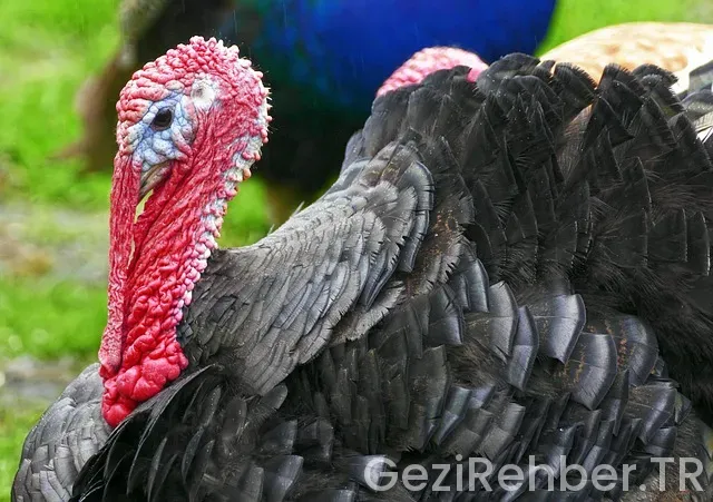 Japonya ile türkiye arası saat farkı