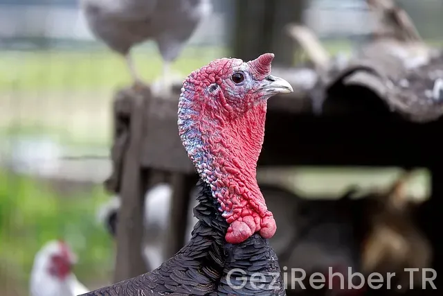 Japonya ile türkiye arasındaki saat farkı ne kadar