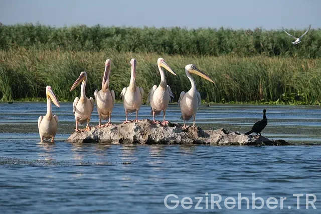 Kanada gezi turları