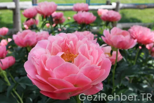 Kanada montreal türkiye saat farkı