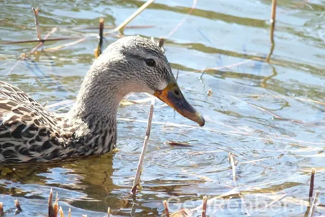 Kanada quebec türkiye saat farkı