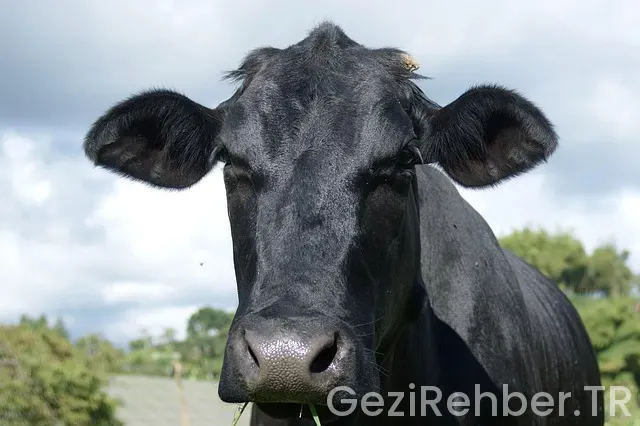 Karadağ gezi rotası