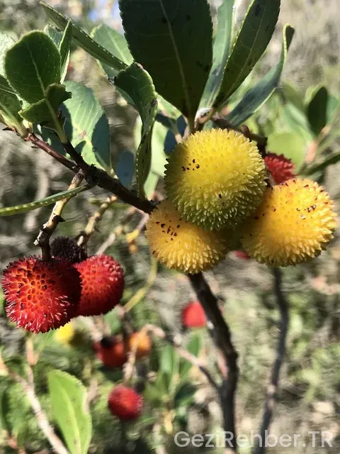 Karadağ gezi turları