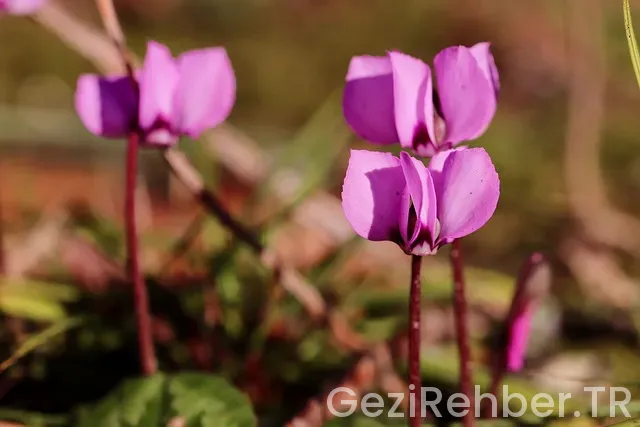 Karadeniz gezi turları fiyatları