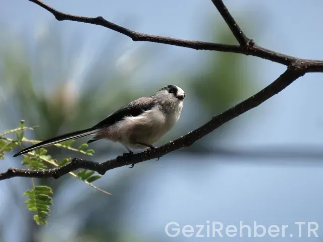 Karlsruhe gezi rehberi