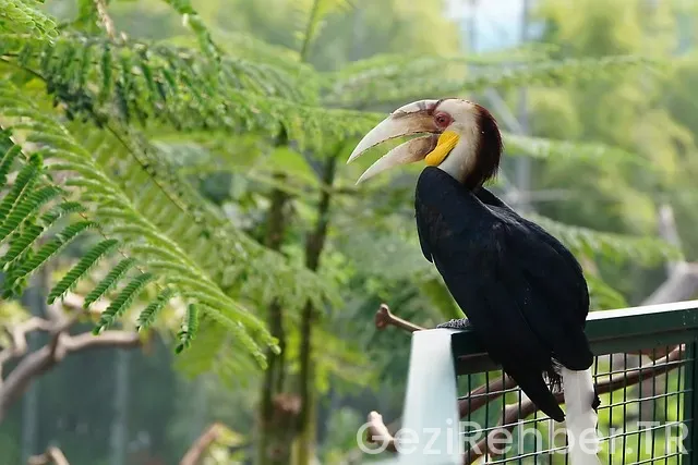 Kartallar gezi günübirlik turlar