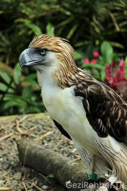 Kartallar gezi günübirlik turlar