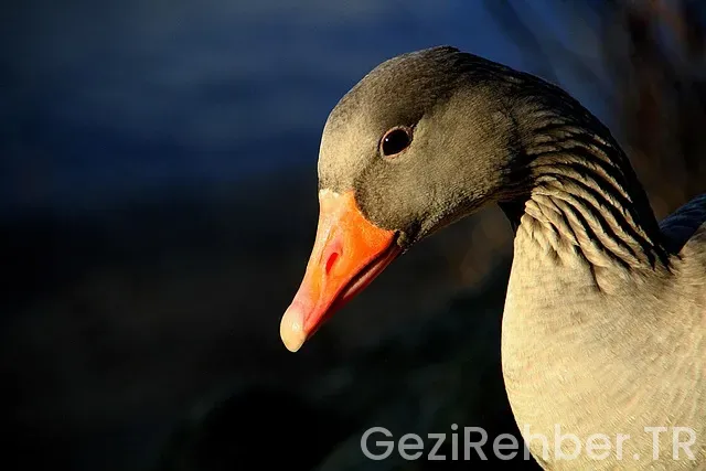 Kaz dağları gezi turu